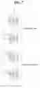 Fig. 08 - Omnidirectional antenna for mobile communication service