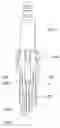 Fig. 01 - Spark plug