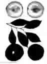 Fig. 01 - Interspecific tree named 'Autumn Bill'
