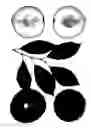 Fig. 02 - Interspecific tree named 'Autumn Bill'