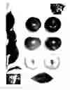Fig. 01 - Plum Tree Named ' Plumcandy XIII '