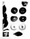 Fig. 02 - Plum Tree Named ' Plumcandy XIII '