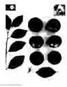 Fig. 01 - Plum tree named 'Plumsweet XVII'