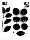 Fig. 02 - Plum tree named 'Plumsweet XVII'