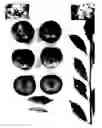 Fig. 01 - Plum tree named 'PLUMSWEET XIX'