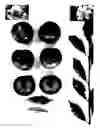 Fig. 02 - Plum tree named 'PLUMSWEET XIX'