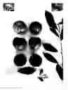 Fig. 01 - Plum tree named 'PLUMSWEET XVIII'
