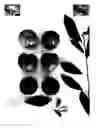 Fig. 02 - Plum tree named 'PLUMSWEET XVIII'