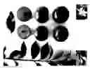 Fig. 01 - Plum tree named 'Plumred XII'