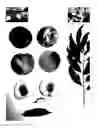 Fig. 01 - Peach tree named 'PEARL PRINCESS IX'