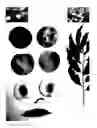 Fig. 02 - Peach tree named 'PEARL PRINCESS IX'