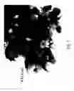 Fig. 06 - Raspberry plant named 'Addison'