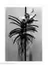 Fig. 01 - Vanda plant named SPCDW1524