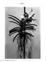 Fig. 02 - Vanda plant named SPCDW1524