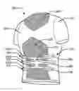 Fig. 01 - Articles of apparel providing enhanced body position feedback