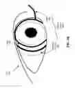 Fig. 05 - Scleral coil eye tracking system