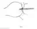 Fig. 09 - Knotless suture anchor and deployment device