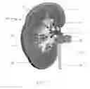 Fig. 03 - Calculus retrieving/removing device and method