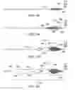 Fig. 109 - Clot retrieval system