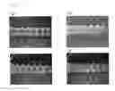Fig. 02 - DENTAL MEMBER