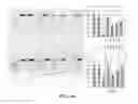 Fig. 05 - Method of using sonochemical activaction to form meta-stable substances