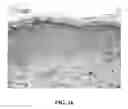 Fig. 03 - Method Of Counteracting The Impact Of Chronic Stress On Skin