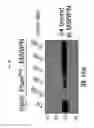 Fig. 18 - Silica nanoparticle composition for delivering bioactive material or protein such as a human proteasome