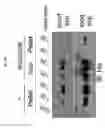 Fig. 19 - Silica nanoparticle composition for delivering bioactive material or protein such as a human proteasome