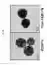 Fig. 20 - Silica nanoparticle composition for delivering bioactive material or protein such as a human proteasome