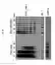 Fig. 22 - Silica nanoparticle composition for delivering bioactive material or protein such as a human proteasome