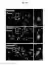 Fig. 23 - Silica nanoparticle composition for delivering bioactive material or protein such as a human proteasome