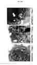 Fig. 24 - Silica nanoparticle composition for delivering bioactive material or protein such as a human proteasome