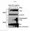 Fig. 28 - Silica nanoparticle composition for delivering bioactive material or protein such as a human proteasome