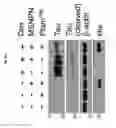 Fig. 30 - Silica nanoparticle composition for delivering bioactive material or protein such as a human proteasome