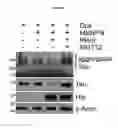 Fig. 33 - Silica nanoparticle composition for delivering bioactive material or protein such as a human proteasome