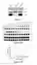 Fig. 02 - METHODS OF TREATING MELANOMA
