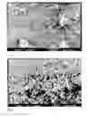 Fig. 07 - Pharmaceutical compositions for inhalation