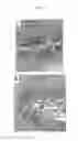 Fig. 15 - SELF-ASSEMBLING DRUG DELIVERY VEHICLES WITH IONICALLY CROSS-LINKED DRUGS