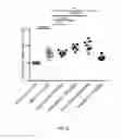Fig. 12 - Treatment of NASH with gemcabene