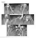 Fig. 30 - Induction of arteriogenesis with an NO (nitric oxide) donor