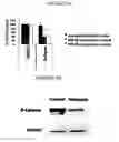 Fig. 02 - METHODS AND FORMULATIONS FOR TREATING SCARS AND BETA-CATENIN-MEDIATED DISORDERS