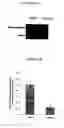Fig. 04 - METHODS AND FORMULATIONS FOR TREATING SCARS AND BETA-CATENIN-MEDIATED DISORDERS