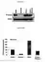Fig. 06 - METHODS AND FORMULATIONS FOR TREATING SCARS AND BETA-CATENIN-MEDIATED DISORDERS
