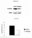 Fig. 07 - METHODS AND FORMULATIONS FOR TREATING SCARS AND BETA-CATENIN-MEDIATED DISORDERS