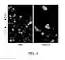 Fig. 05 - METHODS OF TREATING A CANCER USING SUBSTITUTED PYRROLOPYRIMIDINE COMPOUNDS, COMPOSITIONS THEREOF