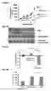Fig. 11 - Liposomal drug encapsulation