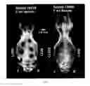 Fig. 05 - Injectable Osteogenic Formulations, and Methods of Use Thereof