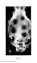 Fig. 06 - Injectable Osteogenic Formulations, and Methods of Use Thereof