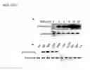 Fig. 03 - Method of Modulating Protein 14-3-3 Functionality By Facilitating or Inhibiting Phosphorylation