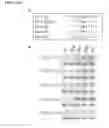 Fig. 04 - Method of Modulating Protein 14-3-3 Functionality By Facilitating or Inhibiting Phosphorylation
